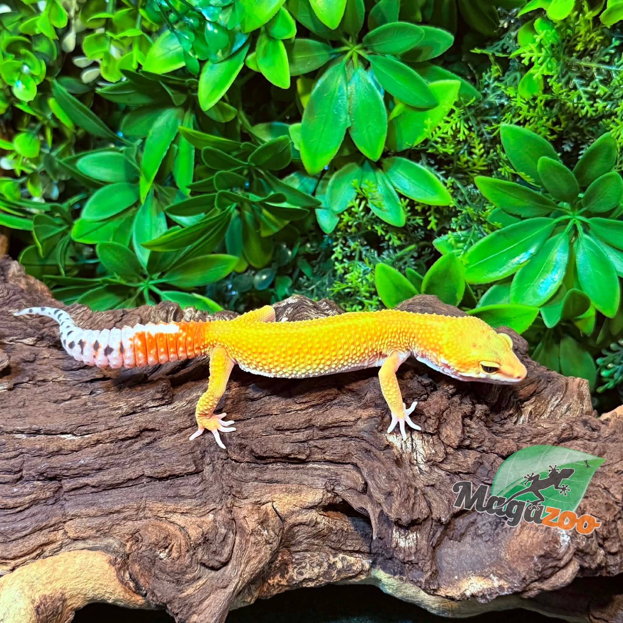 Magazoo Gecko léopard Tangerine Super Hypo Femelle 01/12/25