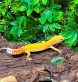 Magazoo Female Tangerine Super Hypo Leopard gecko 12/01/25