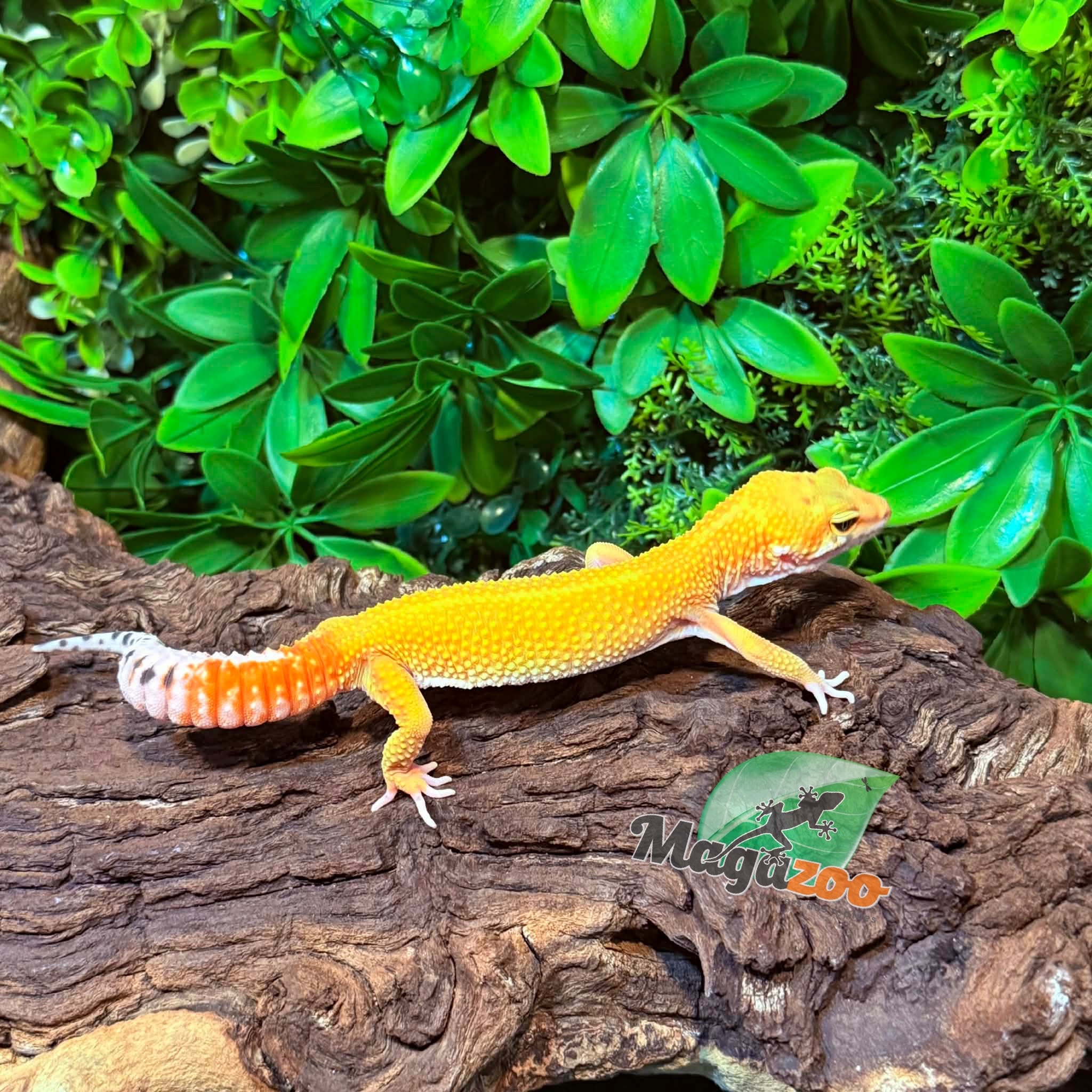 Magazoo Gecko léopard Tangerine Super Hypo Femelle 01/12/25