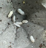 Magazoo Woodhouse Isopod Vulgare Magic Potion (12 per pack)