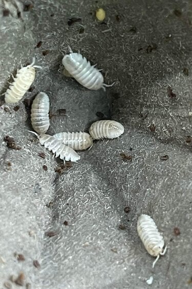 Magazoo Cloporte Isopod Vulgare Magic Potion (12 par paquet)