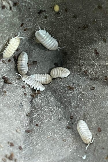 Magazoo Woodhouse Isopod Vulgare Magic Potion (12 per pack)