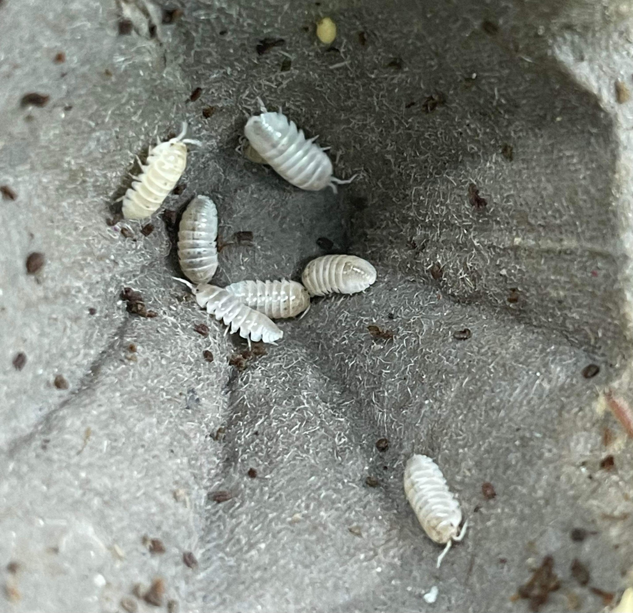 Magazoo Woodhouse Isopod Vulgare Magic Potion (12 per pack)