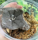 Magazoo Cloporte Isopod Vulgare Magic Potion (12 par paquet)