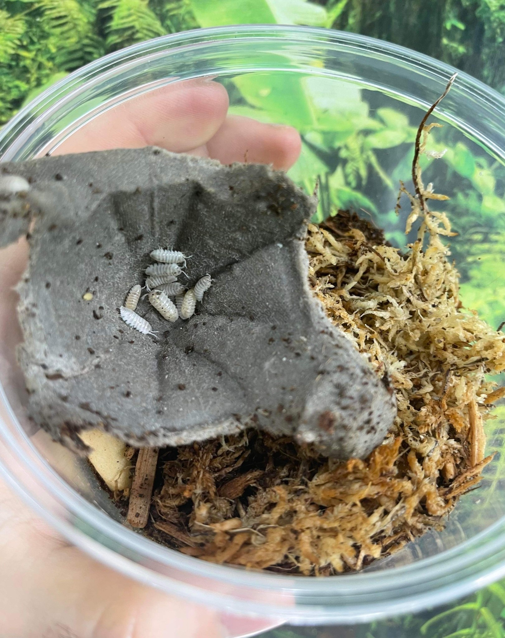 Magazoo Woodhouse Isopod Vulgare Magic Potion (12 per pack)