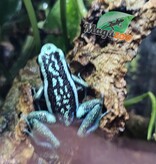Magazoo Pleasing poison frog (Ameerega bassleri sisa)