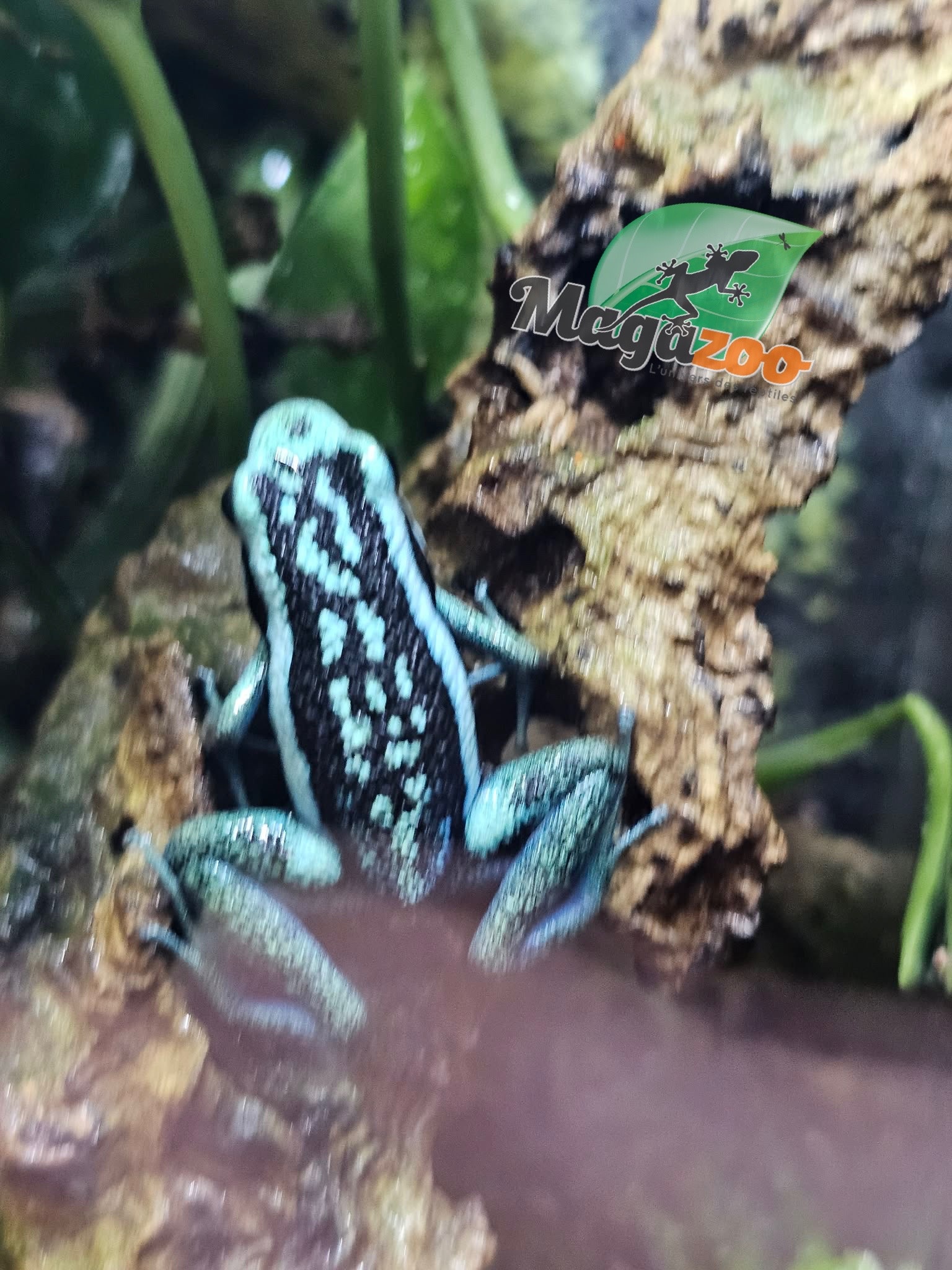 Magazoo Grenouille poison (Ameerega bassleri sisa)