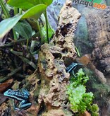Magazoo Pleasing poison frog (Ameerega bassleri sisa)