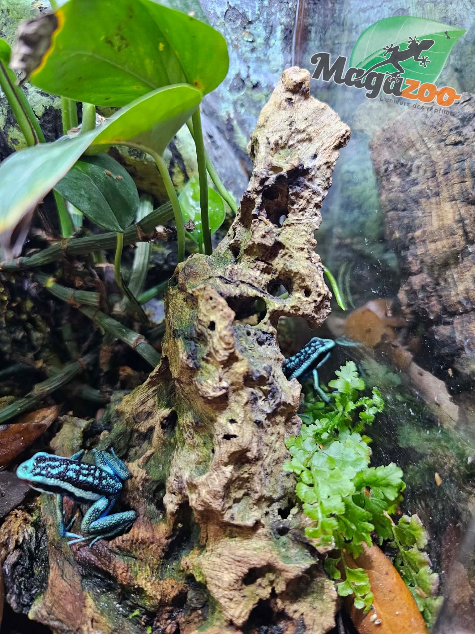 Magazoo Grenouille poison (Ameerega bassleri sisa)