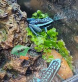 Magazoo Grenouille poison (Ameerega bassleri sisa)