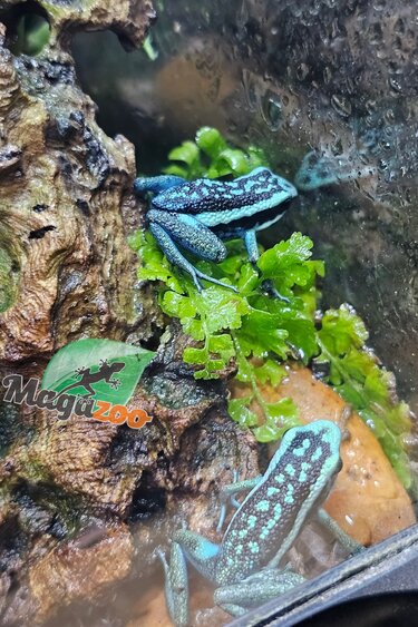 Magazoo Pleasing poison frog (Ameerega bassleri sisa)