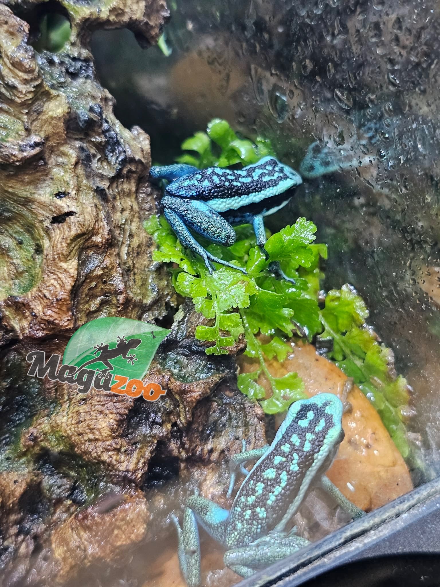 Magazoo Grenouille poison (Ameerega bassleri sisa)