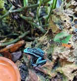 Magazoo Grenouille poison (Ameerega bassleri sisa)