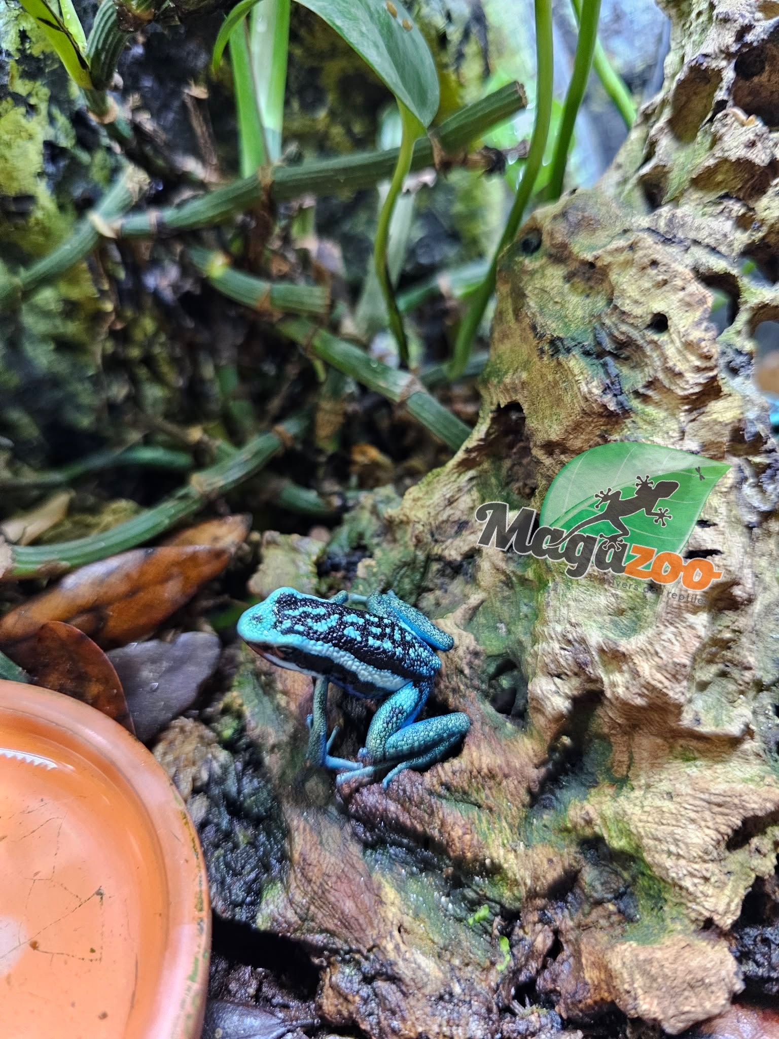 Magazoo Pleasing poison frog (Ameerega bassleri sisa)