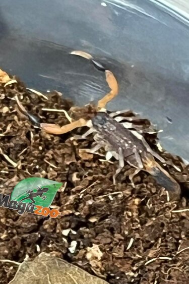 Magazoo Baby Togo Fat tail  scorpion Captive Born /Androctonus amoreuxi cf levylii