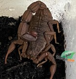 Magazoo Scorpion à queue grasse d'Égypte /Androctonus amoreuxi cf levylii
