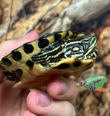 Magazoo 9 months old Yellow-bellied slider Turtle (Trachemys scripta scripta)