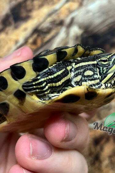 Magazoo Tortue à ventre jaune 9 mois (Trachemys scripta scripta)
