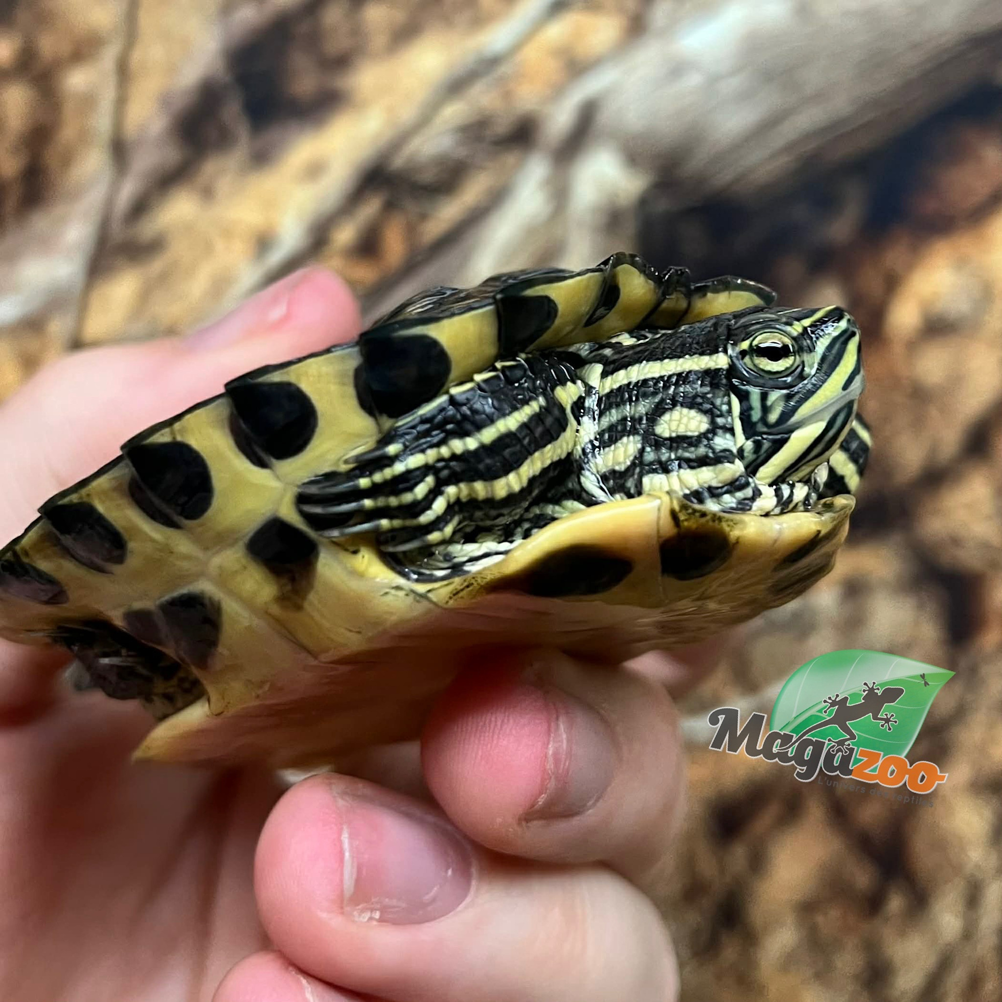 Magazoo 9 months old Yellow-bellied slider Turtle (Trachemys scripta scripta)