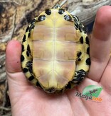 Magazoo Tortue à ventre jaune 9 mois (Trachemys scripta scripta)