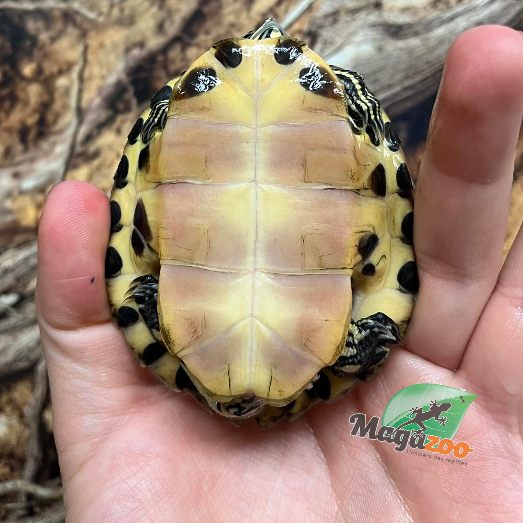 Magazoo 9 months old Yellow-bellied slider Turtle (Trachemys scripta scripta)