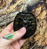 Magazoo Tortue à ventre jaune 9 mois (Trachemys scripta scripta)