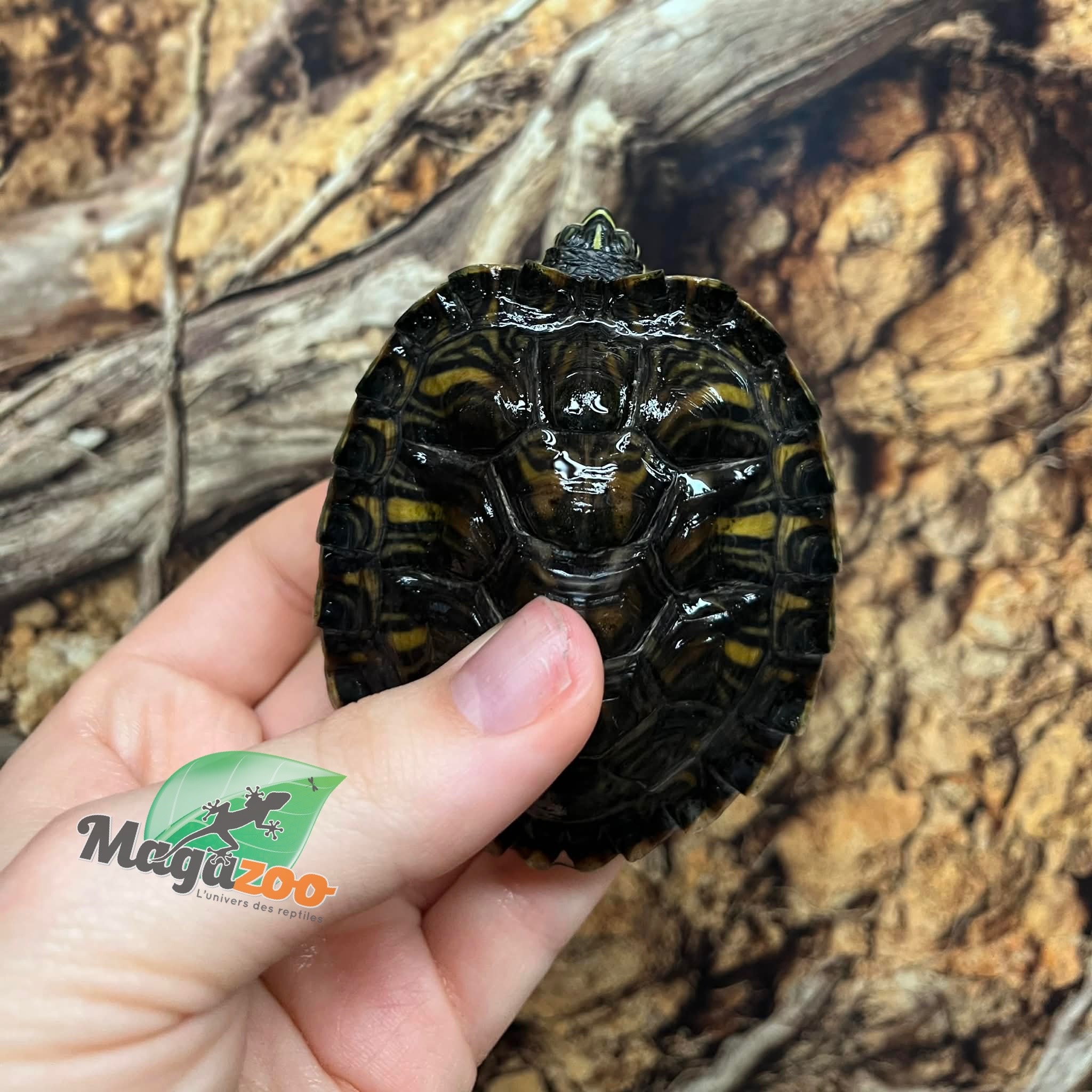Magazoo Tortue à ventre jaune 9 mois (Trachemys scripta scripta)