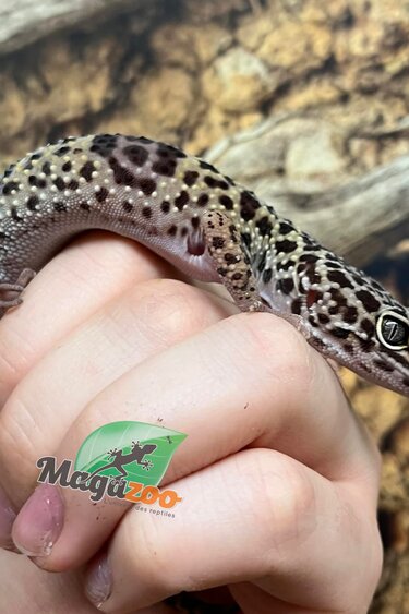 Magazoo Female Leopard Gecko 1 year old / 2nd chance - Adoption