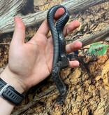 Magazoo Male Juvenile Chapala Lake Garter Snake #2 (Bred in captivity) / Thamnophis eques obscurus