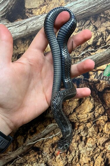 Magazoo Male Juvenile Chapala Lake Garter Snake #2 (Bred in captivity) / Thamnophis eques obscurus