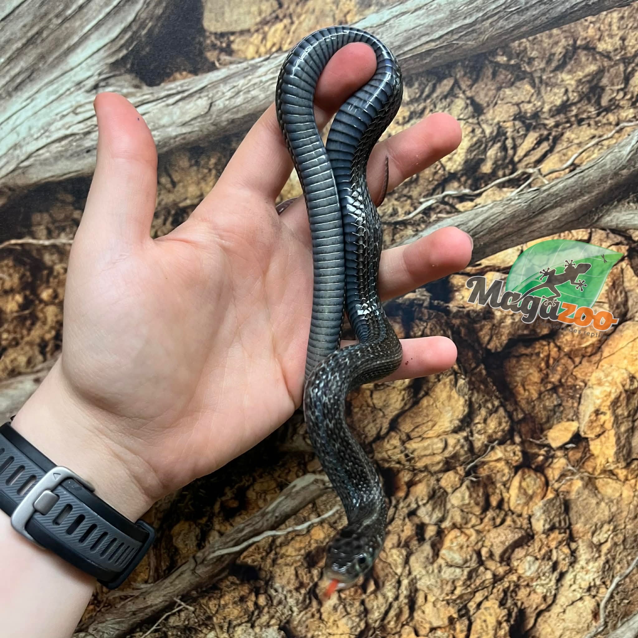 Magazoo Male Juvenile Chapala Lake Garter Snake #2 (Bred in captivity) / Thamnophis eques obscurus