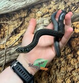 Magazoo Male Juvenile Chapala Lake Garter Snake #2 (Bred in captivity) / Thamnophis eques obscurus