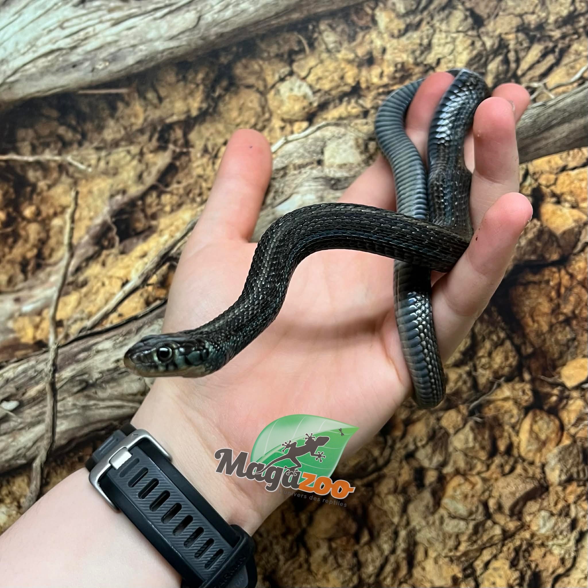 Magazoo Male Juvenile Chapala Lake Garter Snake #2 (Bred in captivity) / Thamnophis eques obscurus