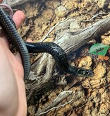 Magazoo Couleuvre du lac Chapala Juvénile #2 (Reproduit en captivité) / Thamnophis eques obscurus mâle