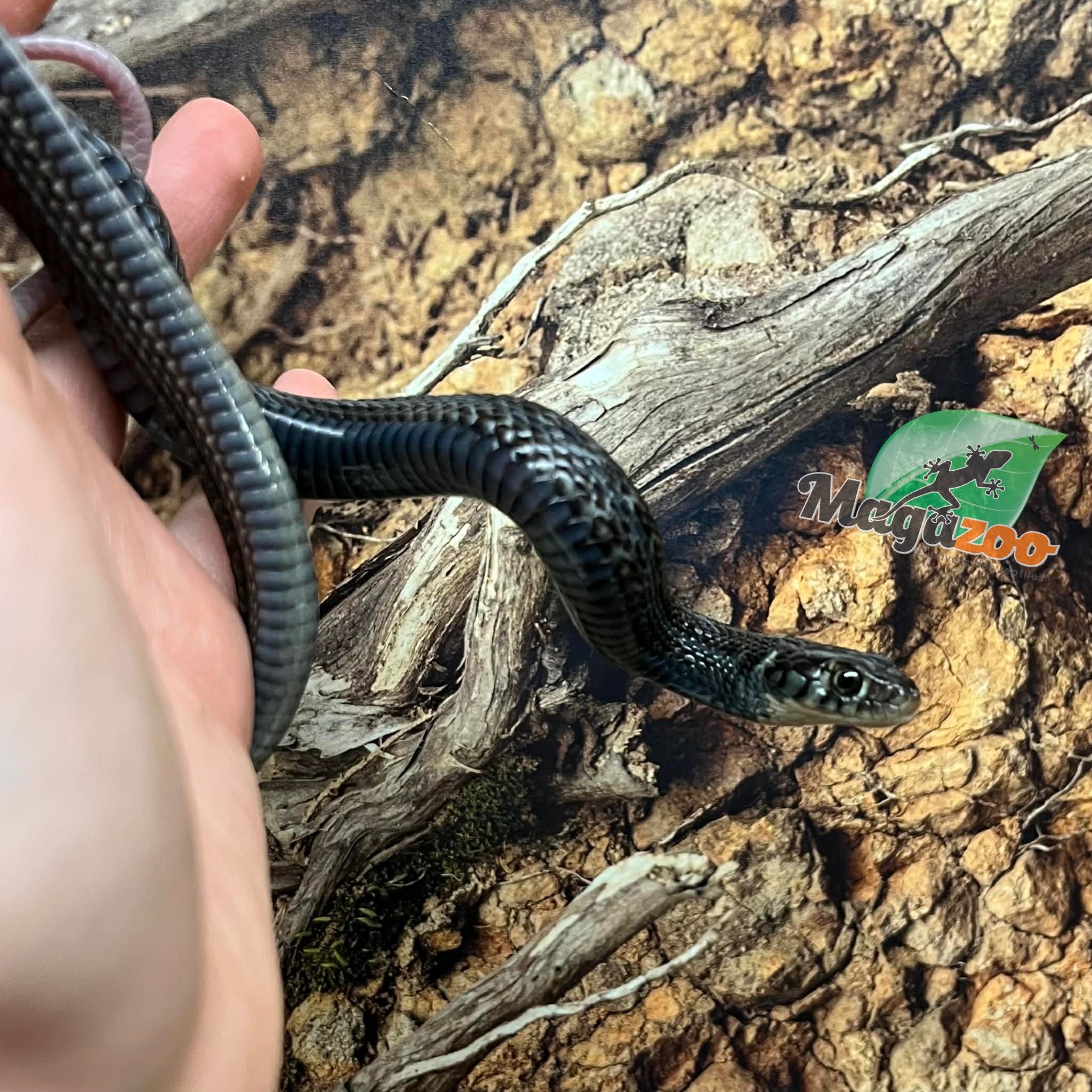 Magazoo Male Juvenile Chapala Lake Garter Snake #2 (Bred in captivity) / Thamnophis eques obscurus