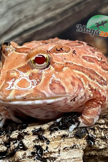 Magazoo Grenouille cornue d'Argentine fraise  (Pac Man) Strawberry #2