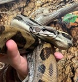 Magazoo Boa constricteur Motley Mâle Juvénile / Adoption 2ième chance