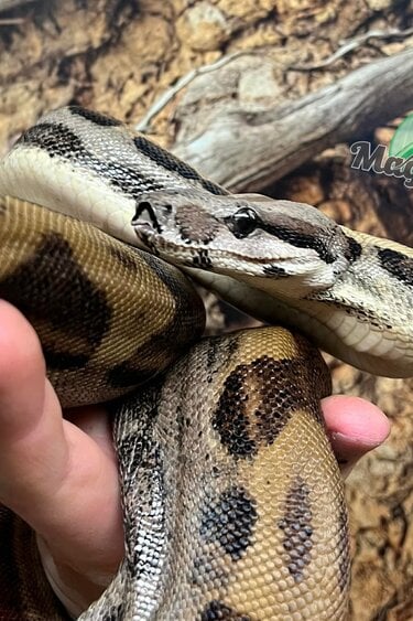Magazoo Boa constricteur Motley Mâle Juvénile / Adoption 2ième chance