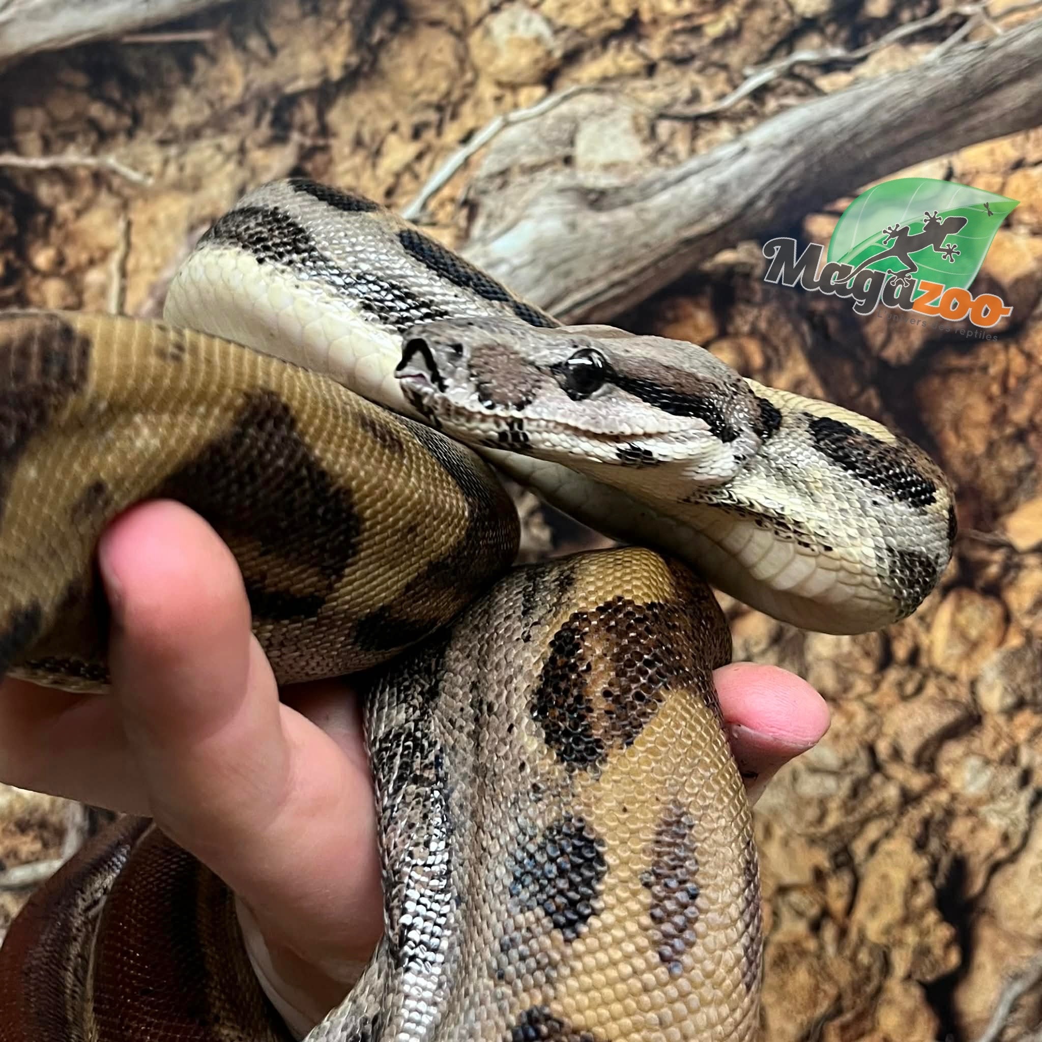 Magazoo Boa constricteur Motley Mâle Juvénile / Adoption 2ième chance