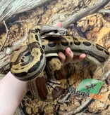 Magazoo Boa constricteur Motley Mâle Juvénile / Adoption 2ième chance