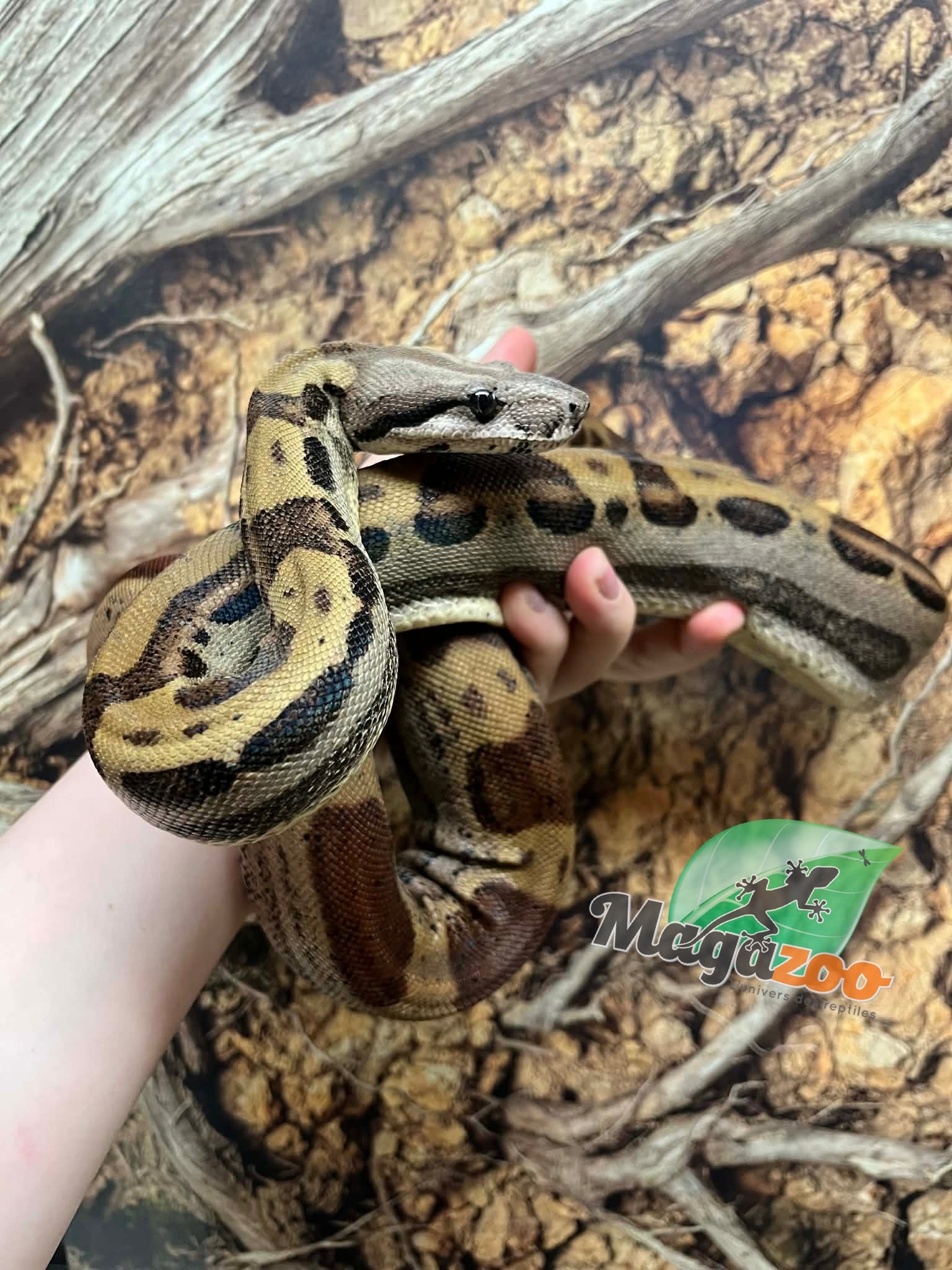 Magazoo Juvenile Male Motley Boa Constrictor / 2nd chance - Adoption