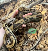 Magazoo Juvenile Male Motley Boa Constrictor / 2nd chance - Adoption
