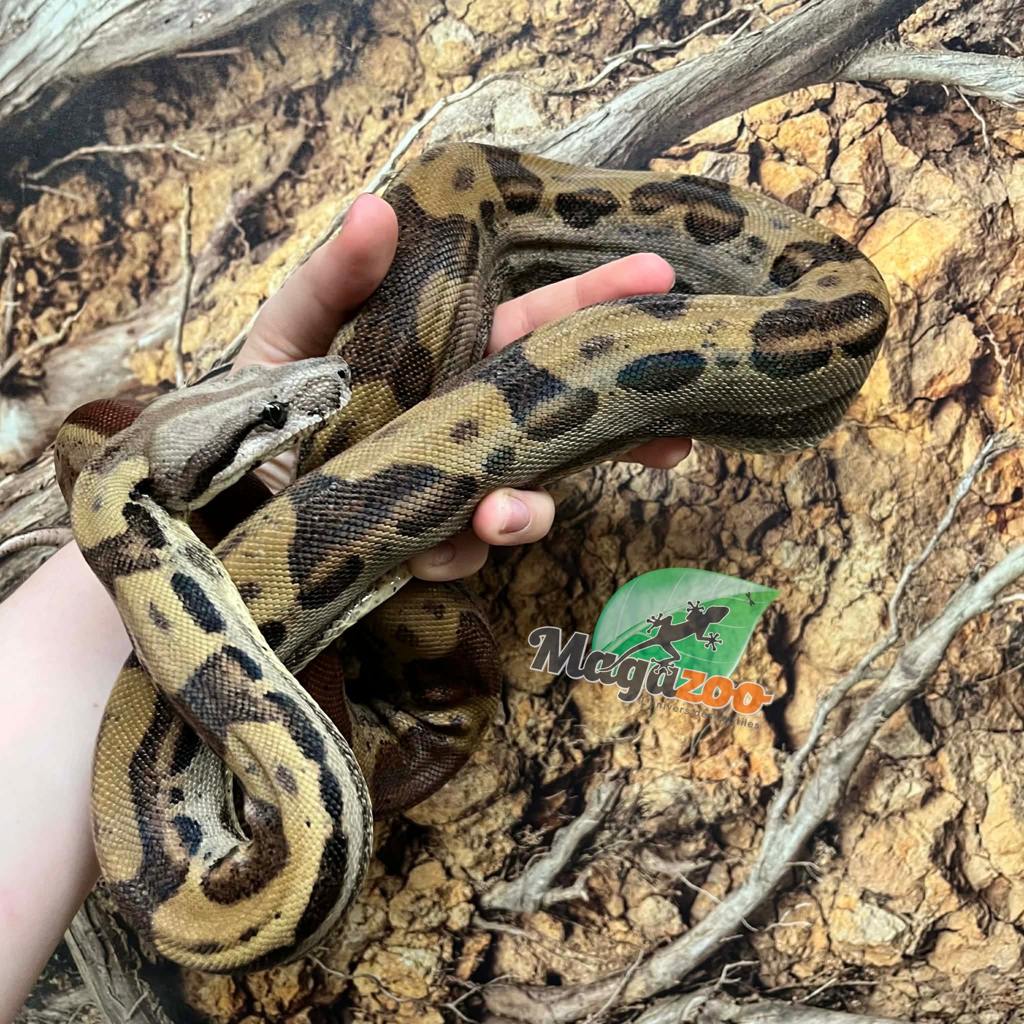 Magazoo Juvenile Male Motley Boa Constrictor / 2nd chance - Adoption