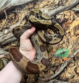 Magazoo Juvenile Male Motley Boa Constrictor / 2nd chance - Adoption
