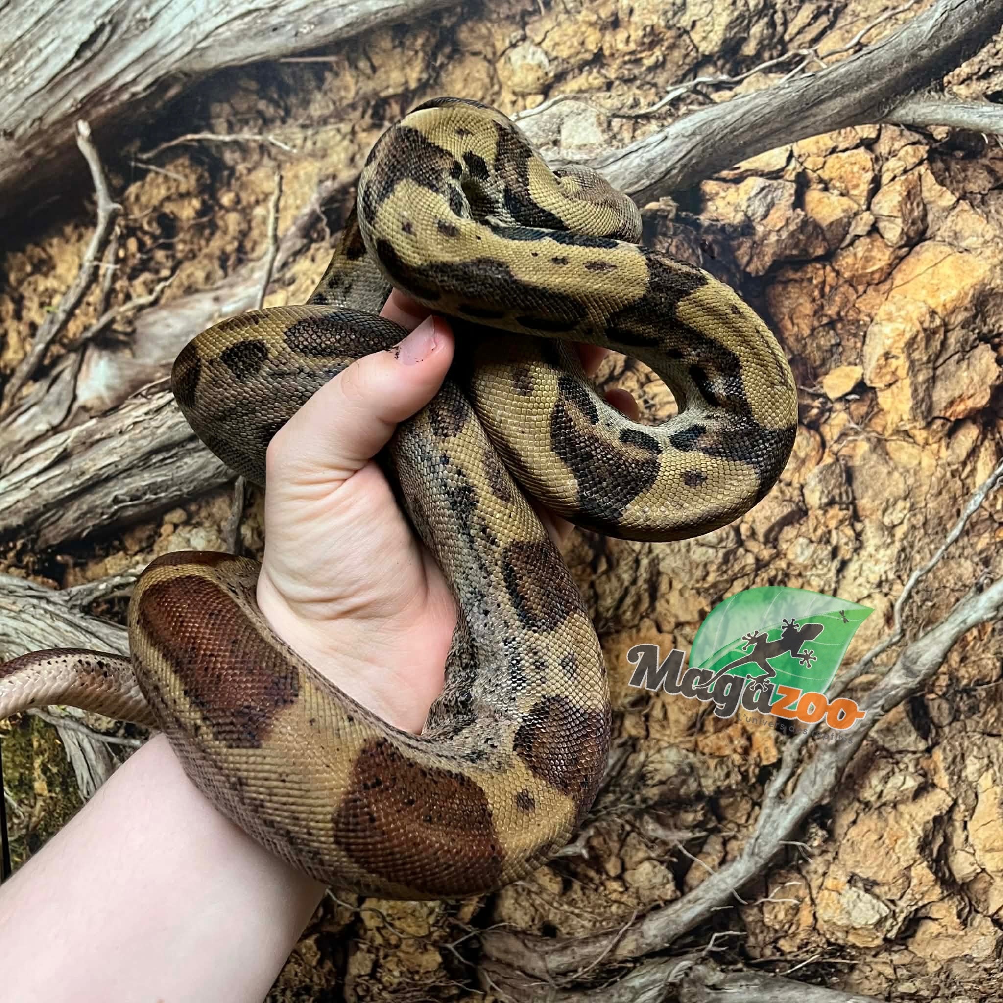 Magazoo Juvenile Male Motley Boa Constrictor / 2nd chance - Adoption