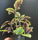 Magazoo Plante Plectranthus Ciliatus 'Troy's Gold' 10cm