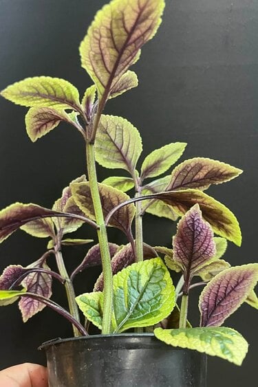 Magazoo Plante Plectranthus Ciliatus 'Troy's Gold' 10cm