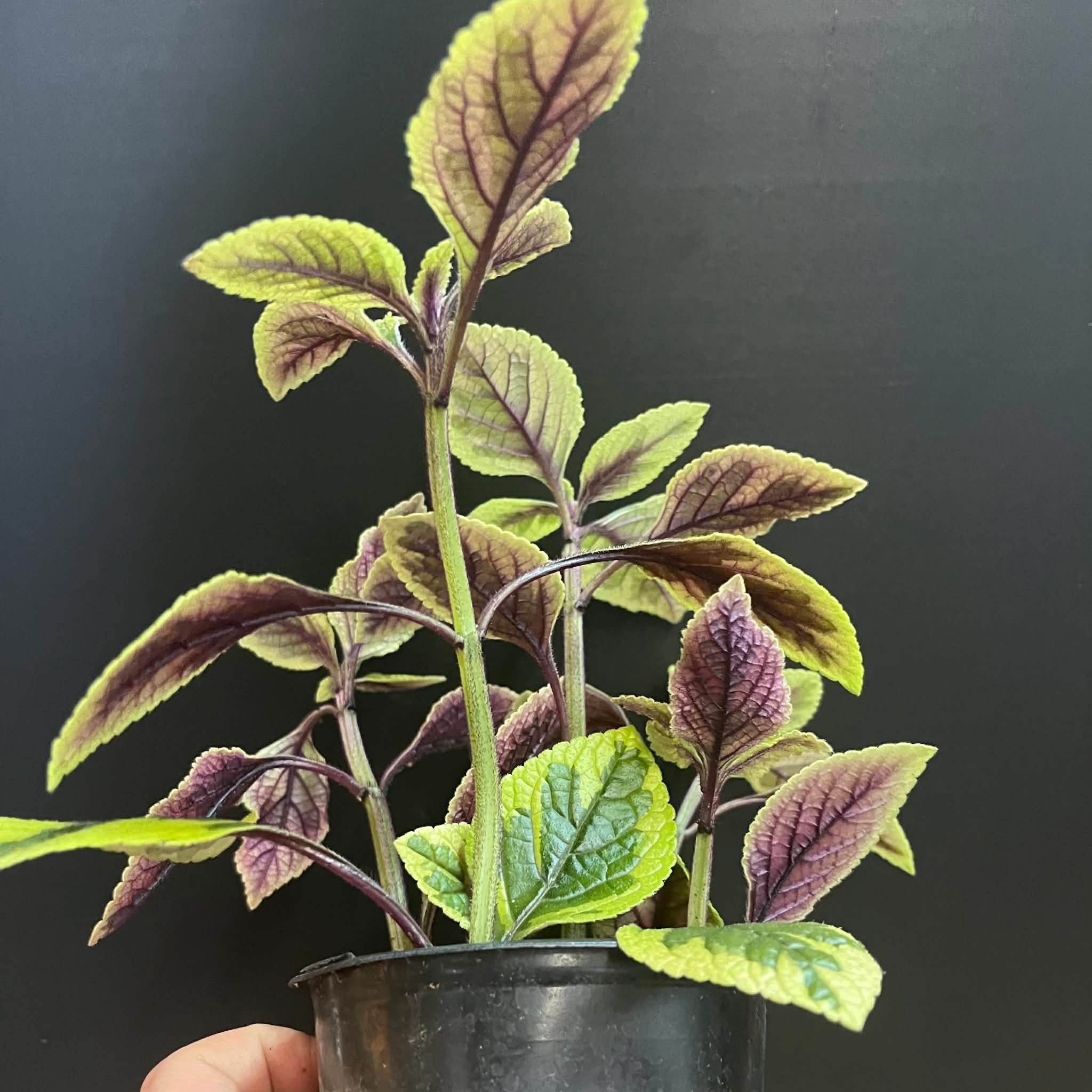 Magazoo Plectranthus Ciliatus 'Troy's Gold' Plant 10cm