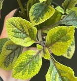 Magazoo Plante Plectranthus Ciliatus 'Troy's Gold' 10cm
