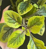 Magazoo Plectranthus Ciliatus 'Troy's Gold' Plant 10cm